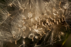 _MG_3081c
