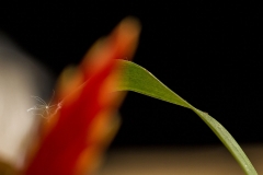 _MG_8136c