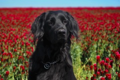 Carmenita