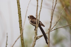 IMG_7258j