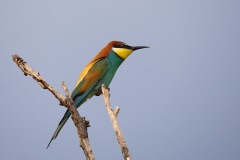 IMG_7489j