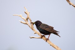 IMG_7526j