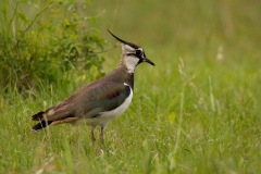 IMG_7556j