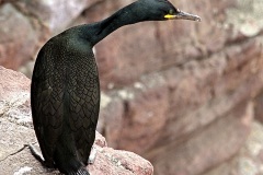 IMG_2506b