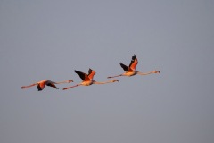 IMG_7543u