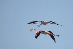 IMG_7644u