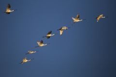 IMG_7654u