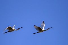 IMG_7661u