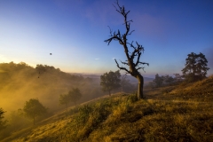 _MG_5779u