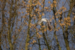 IMG_3532u