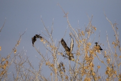 IMG_3536u