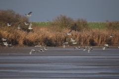 IMG_3564j1