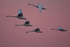 IMG_3855x1