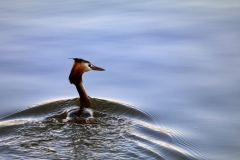 IMG_9938u