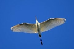 IMG_9954u