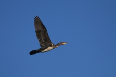 IMG_9985j