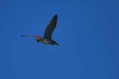 IMG_9997j