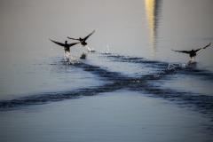 _MG_0607u