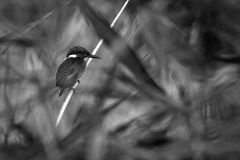 _MG_3165cb