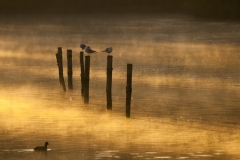 _MG_4760cs