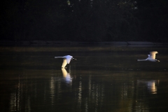 _MG_4838x