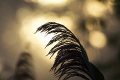 _MG_6206u