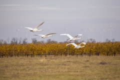 IMG_0110q