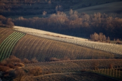 IMG_0116q